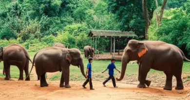 Ethical Elephant Sanctuaries in Thailand: Where to See and Support Rescued Elephants Responsibly
