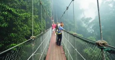 How canopy walkways work: design, safety, wildlife viewing, and best seasons for gibbon encounters