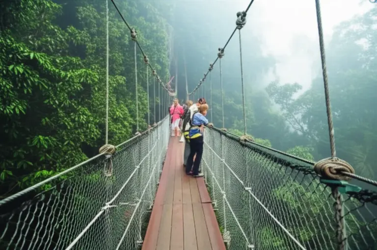 How canopy walkways work: design, safety, wildlife viewing, and best seasons for gibbon encounters