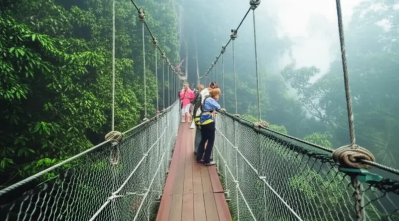 How canopy walkways work: design, safety, wildlife viewing, and best seasons for gibbon encounters