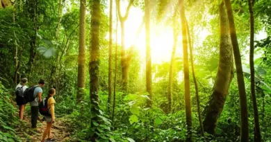 Khao Nor Chu Chi & Forest Conservation: A Guide to Wildlife Spotting and Jungle Treks