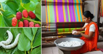 Materials and Techniques: Mulberry Cultivation, Silk Thread Production, and Traditional Weaving Methods
