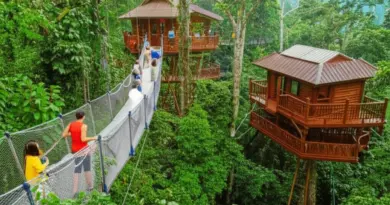 The Gibbon Experience and Canopy Walkways: Immersive Treetop Conservation Stays That Support Wildlife and Local Communities