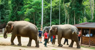 Top Ethical Elephant Sanctuaries in Thailand: Detailed Profiles, Admission, and Volunteer Opportunities