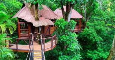 What is the Gibbon Experience? Origins, conservation goals, and what to expect from treetop immersion stays