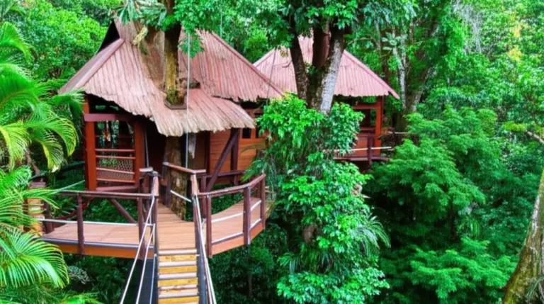 What is the Gibbon Experience? Origins, conservation goals, and what to expect from treetop immersion stays