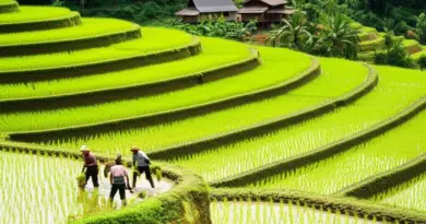 How to join hands-on farming programs: types of volunteer stays, what to expect day-to-day, necessary skills, costs, and booking tips for rice terrace experiences