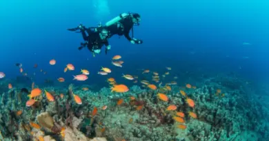 What You’ll See: Typical Marine Life Encounters, Mega Fauna Sightings, and Photographic Opportunities at Chumphon Pinnacle