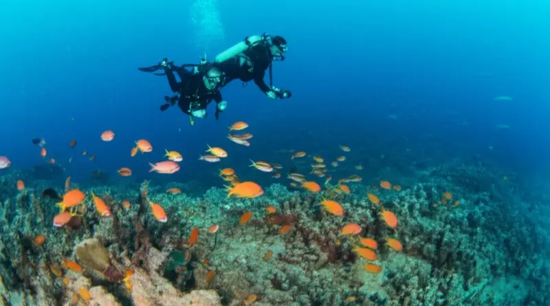What You’ll See: Typical Marine Life Encounters, Mega Fauna Sightings, and Photographic Opportunities at Chumphon Pinnacle