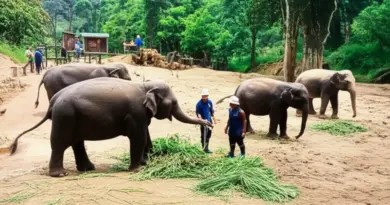 Top ethical elephant sanctuaries near Chiang Mai (no riding): profiles, offerings, pricing, and how they prioritize elephant well‑being