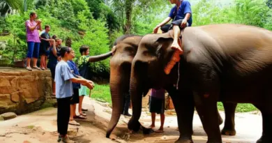 Visit Ethical Elephant Sanctuaries in Chiang Mai (No Riding): Responsible Wildlife Experiences and How to Choose the Best One