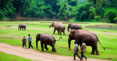 Why choose no-riding elephant sanctuaries in Chiang Mai? Understanding ethical tourism, welfare standards, and what “no riding” truly means