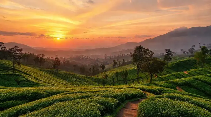Day 1 — Arrival, Doi Mae Salong Overview & Best Viewpoints (Sunset Spots, Tea Plantation Walks)