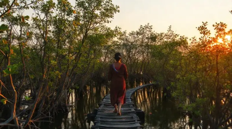 Mindful pilgrimage and walking meditation in Trat’s mangrove forests: a serene guide to practice, places, and planning