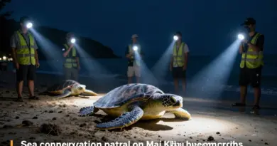 Sea turtle conservation patrol at Mai Khao Phuket with rangers: A complete visitor’s guide to joining, observing, and supporting turtle protection efforts