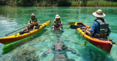 Seagrass and Dugong Conservation Kayak Tour in Trang with Local Rangers: What to Expect, How to Prepare, and How You Help Protect Marine Life