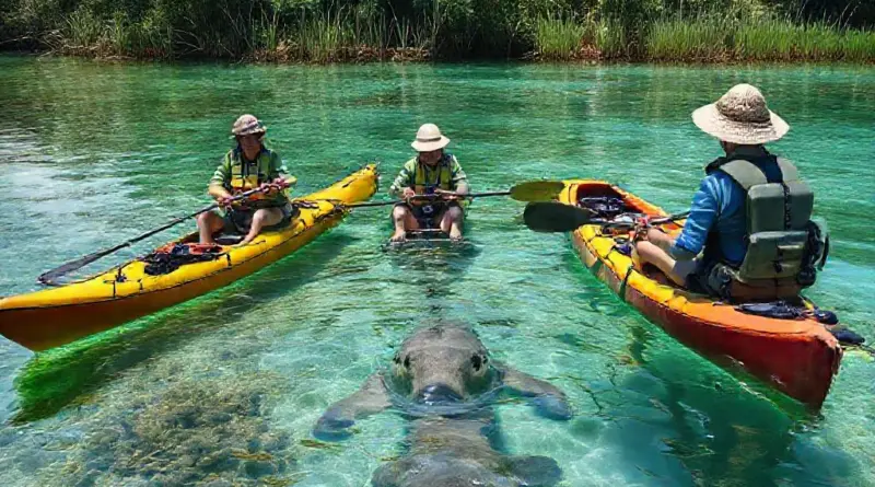 Seagrass and Dugong Conservation Kayak Tour in Trang with Local Rangers: What to Expect, How to Prepare, and How You Help Protect Marine Life