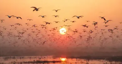 When to Visit Bung Boraphet for Winter Migrants: Peak Seasons, Dawn Timing, and Weather Considerations