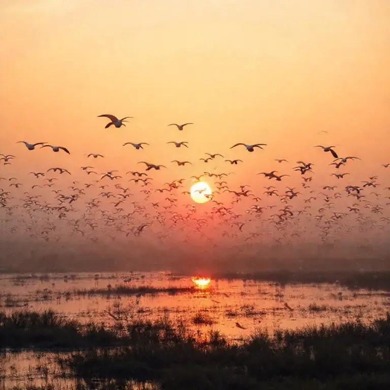 When to Visit Bung Boraphet for Winter Migrants: Peak Seasons, Dawn Timing, and Weather Considerations