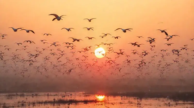 When to Visit Bung Boraphet for Winter Migrants: Peak Seasons, Dawn Timing, and Weather Considerations