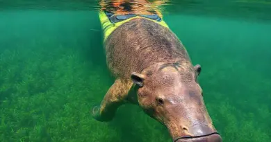 Why Trang’s Seagrass Meadows and Dugongs Matter: Ecology, Threats, and Conservation Goals of the Kayak Tour