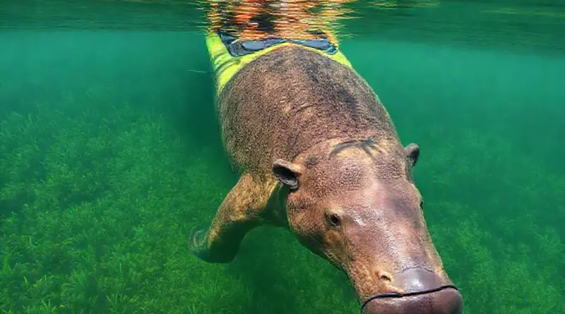 Why Trang’s Seagrass Meadows and Dugongs Matter: Ecology, Threats, and Conservation Goals of the Kayak Tour