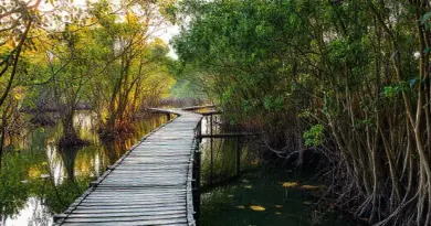 Why choose Trat’s mangrove forests for a mindful pilgrimage — benefits, best seasons, and what to expect