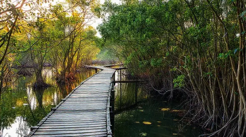 Why choose Trat’s mangrove forests for a mindful pilgrimage — benefits, best seasons, and what to expect