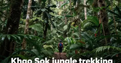 What Makes Khao Sok Jungle Trekking So Special?