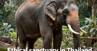 What Makes an Elephant Sanctuary Ethical in Thailand?