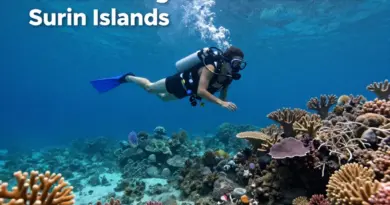 What Can You See While Diving in the Similan and Surin Islands?