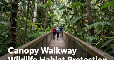 How Canopy Walkways Support Wildlife Protection and Habitat Preservation